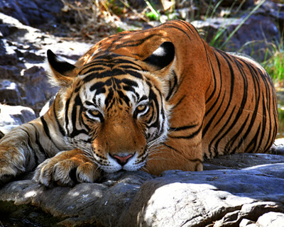 Ranthambore National Park