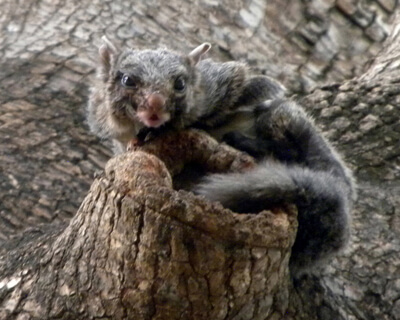 Camp Flying Squirrel