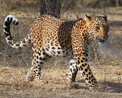 Jhalana Leopard Reserve