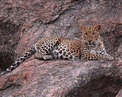 Jawai Leopard Conservation Reserve