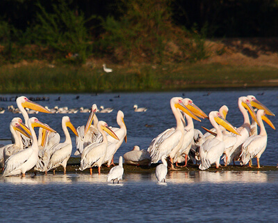 Keoladeo National Park (Bharatpur)