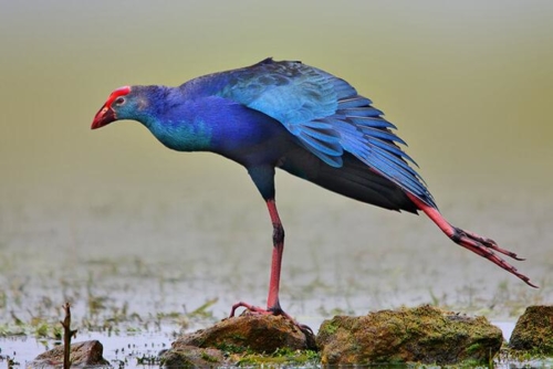 Udaipur Birding Trip photo 1