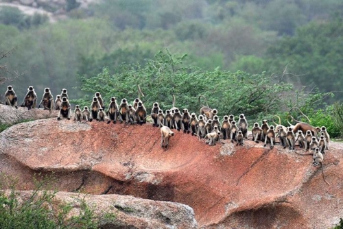 Jawai Leopard Conservation photo 7