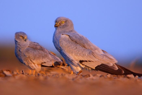 LRK (Little Rann Of Kutch) photo 5