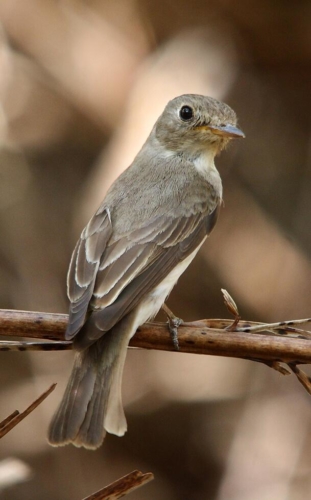 Udaipur Birding Trip photo 25