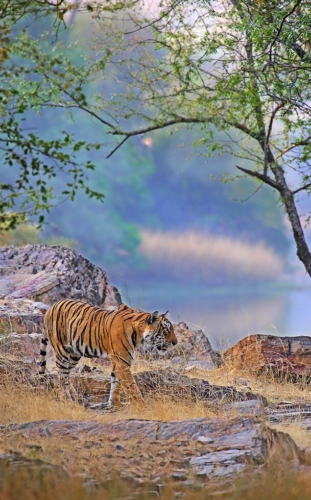 Ranthambore National Park photo 6