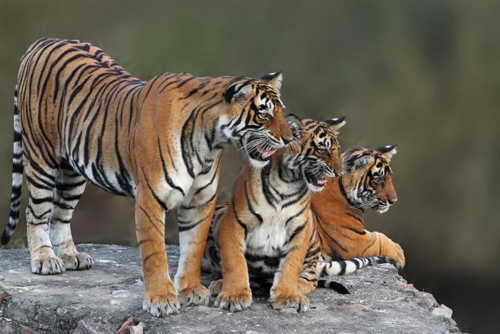 Ranthambore National Park photo 5