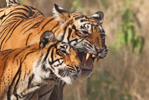 Ranthambore National Park photo 8