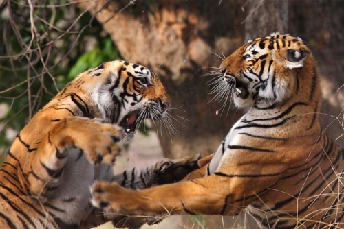 Ranthambore National Park photo 7