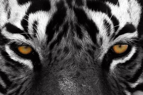 Ranthambore National Park photo 1