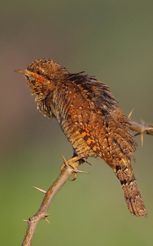Udaipur Birding Trip photo 27