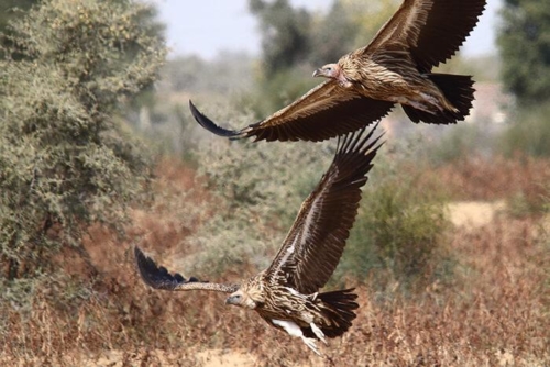Bikaner and Tal Chappar photo 3