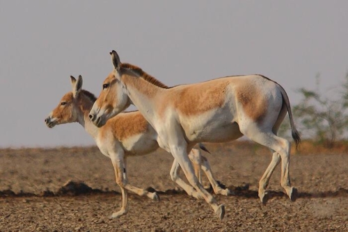 LRK (Little Rann Of Kutch) photo 4