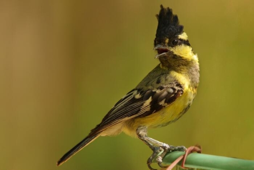 Udaipur Birding Trip photo 8