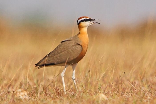 Udaipur Birding Trip photo 13