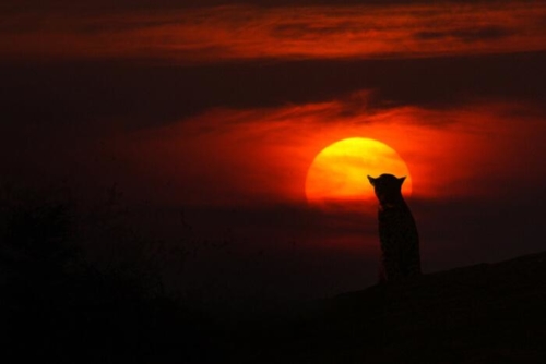 Jawai Leopard Conservation photo 5