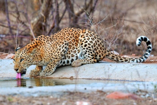 Jhalana Leopard Safari photo 8