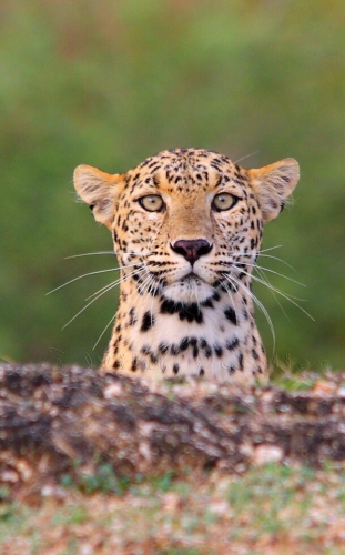 Jawai Leopard Conservation photo 4