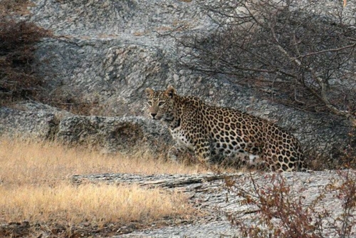Mukundara Hills Tiger Reserve photo 5
