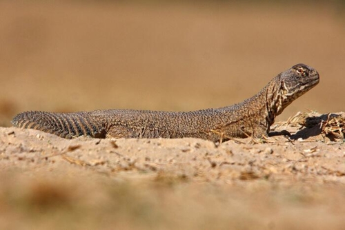 Bikaner and Tal Chappar photo 1