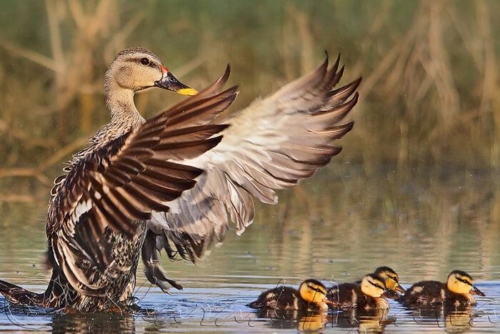 Keoladeo National Park (Bharatpur) photo 1
