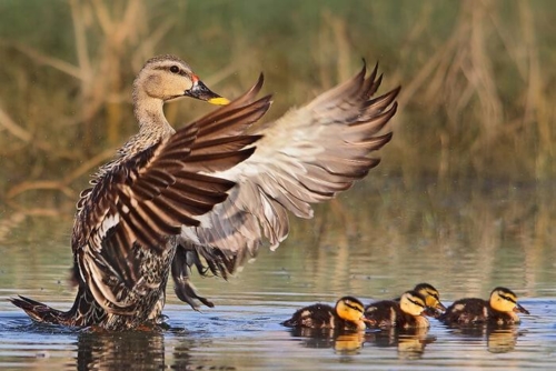 Udaipur Birding Trip photo 6