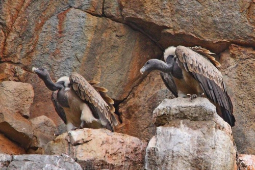 Udaipur Birding Trip photo 22