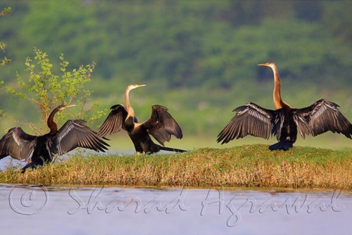 Keoladeo National Park (Bharatpur) photo 3
