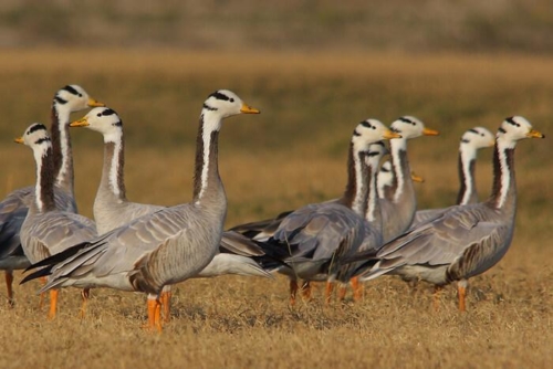 Keoladeo National Park (Bharatpur) photo 5
