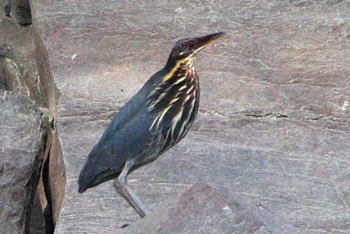 Mukundara Hills Tiger Reserve photo 6
