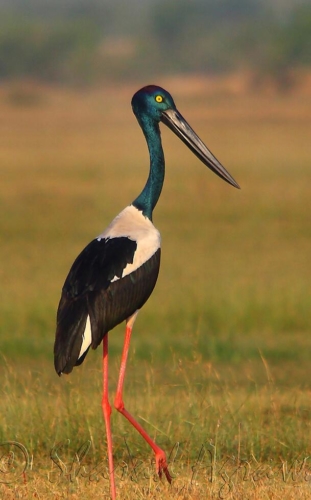 Keoladeo National Park (Bharatpur) photo 7