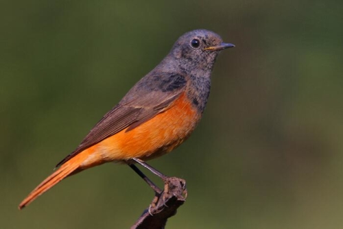 Udaipur Birding Trip photo 5
