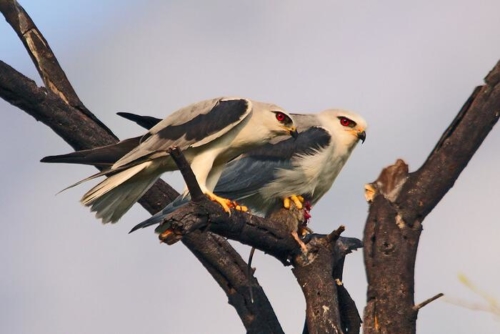 Udaipur Birding Trip photo 12
