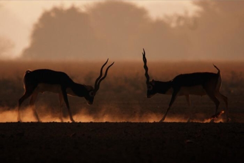 Bikaner and Tal Chappar photo 8