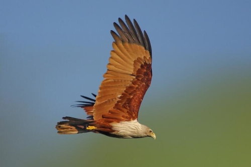 Udaipur Birding Trip photo 26