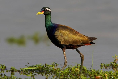 Udaipur Birding Trip photo 4
