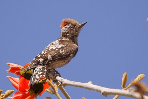 Udaipur Birding Trip photo 23