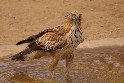 Camp Wolf-kumbalgarh photo 8