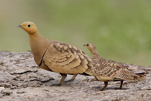 Magical Grassland Trip for Lesser Florican photo 7