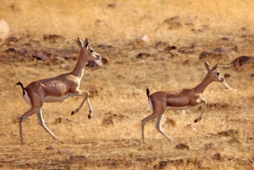Camp Chinkara - Jaisamand photo 1
