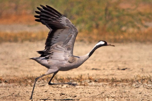 LRK (Little Rann Of Kutch) photo 2
