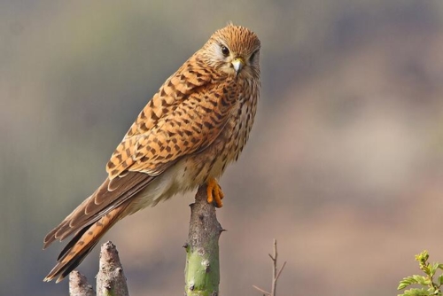 Udaipur Birding Trip photo 10