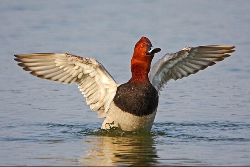 Keoladeo National Park (Bharatpur) photo 2