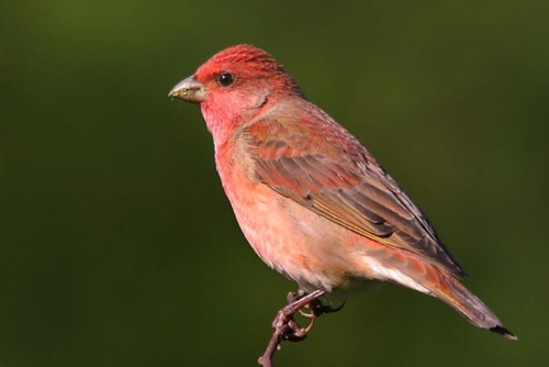 Udaipur Birding Trip photo 19