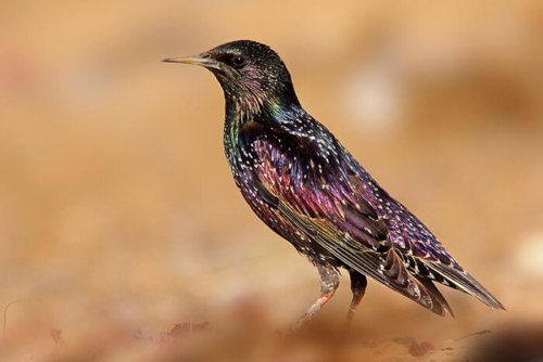 Bikaner and Tal Chappar photo 9