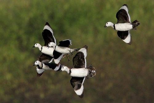Udaipur Birding Trip photo 7