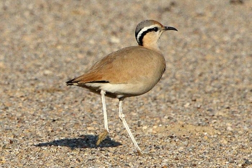 Desert National Park photo 5