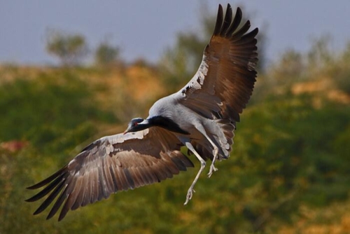 Desert National Park photo 9