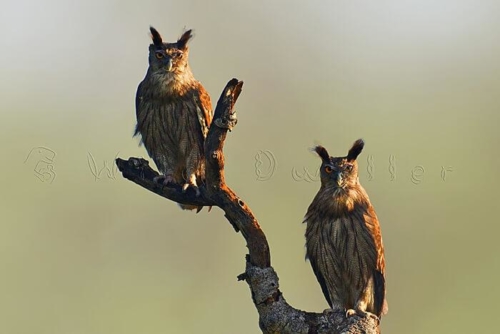Camp Wild Boar photo 8