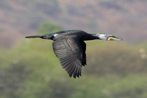 Udaipur Birding Trip photo 16